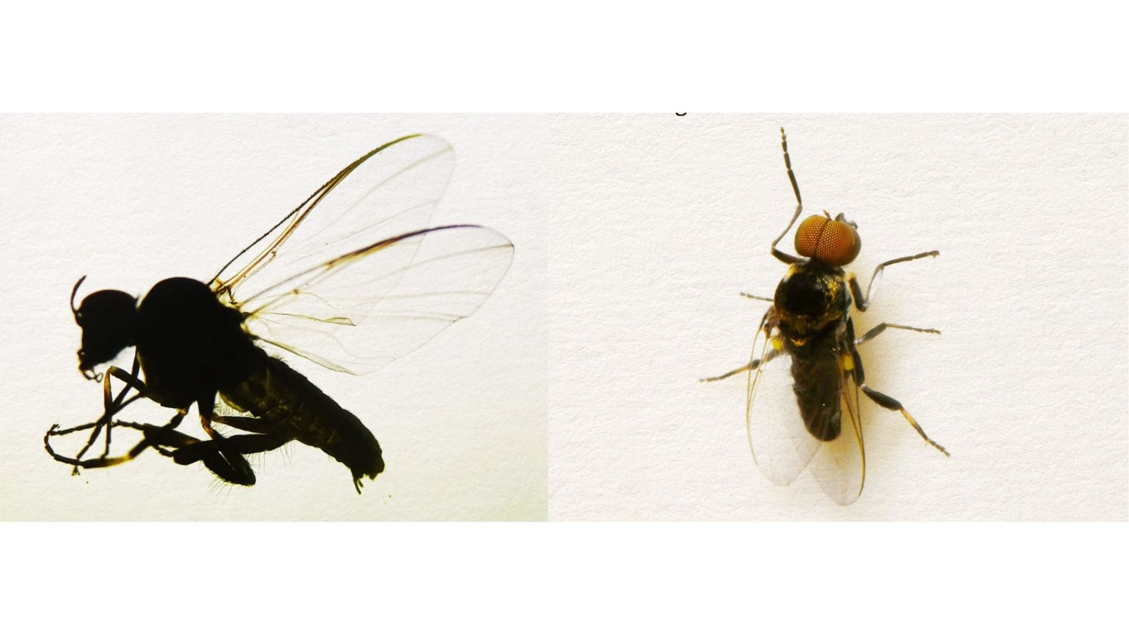 ZSI study finds human blindness-causing blackfly in rivers flowing through Darjeeling, Kalimpong