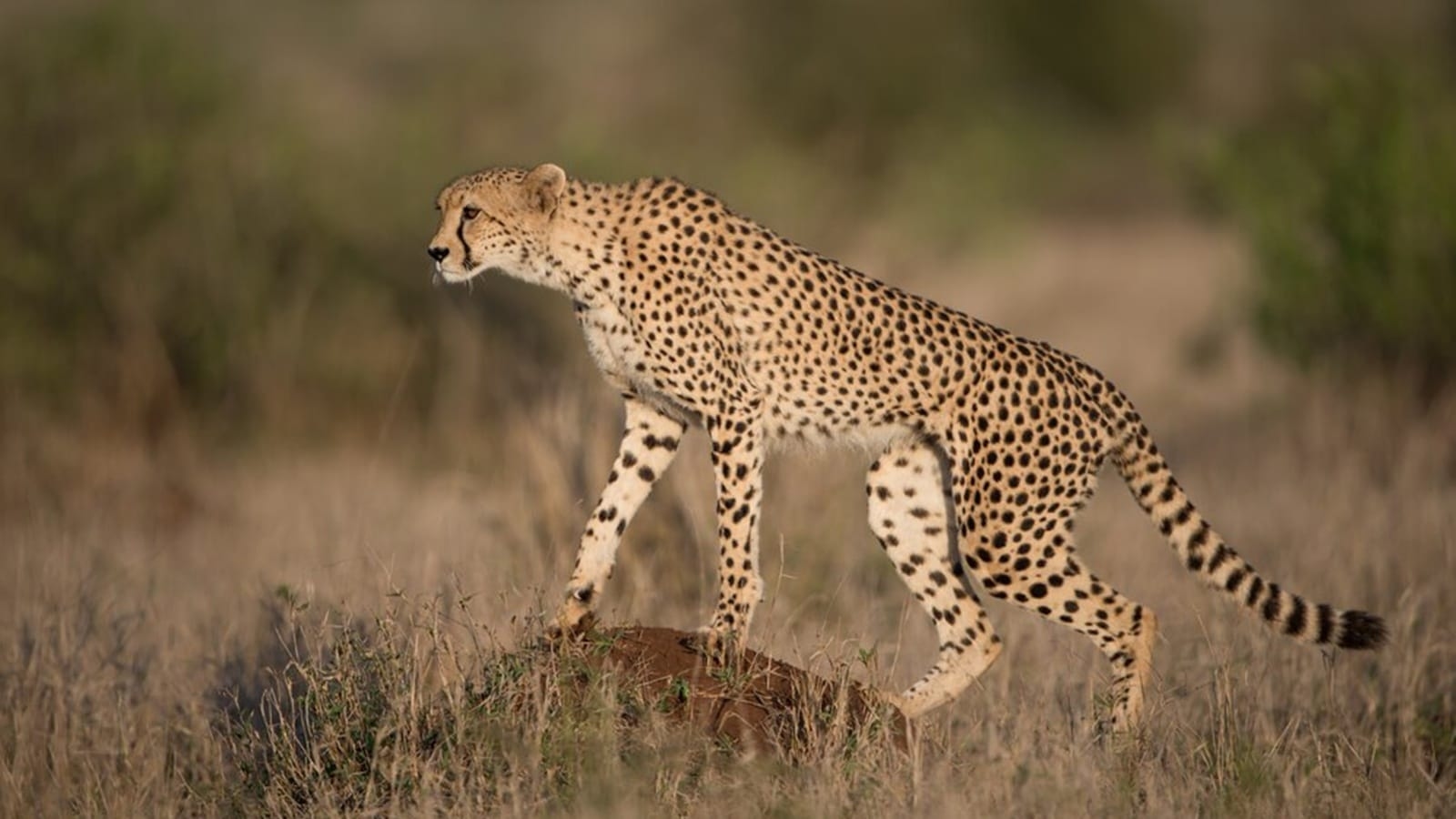 Cheetah is not the fastest animal in the world; it is…
