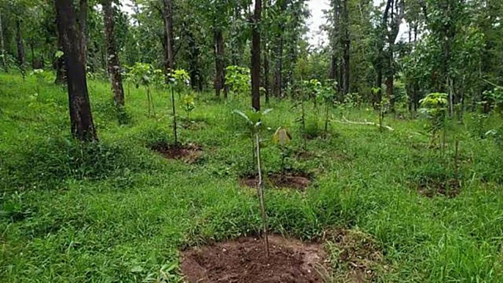 Tripura implementing 3 externally aided projects for forest protection: Minister Animesh Debbarma