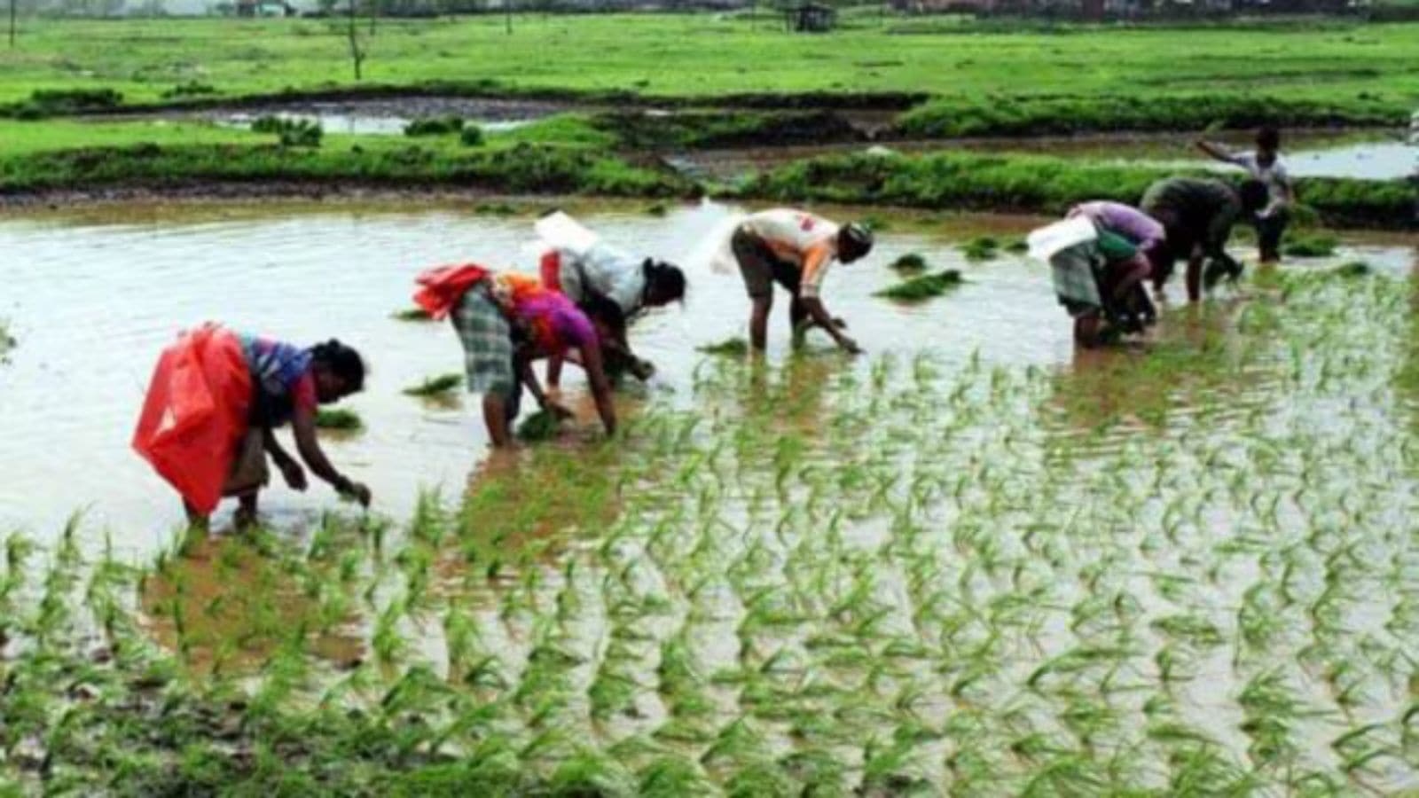 As monsoon and wildlife cause damages, how the government can protect farmer incomes