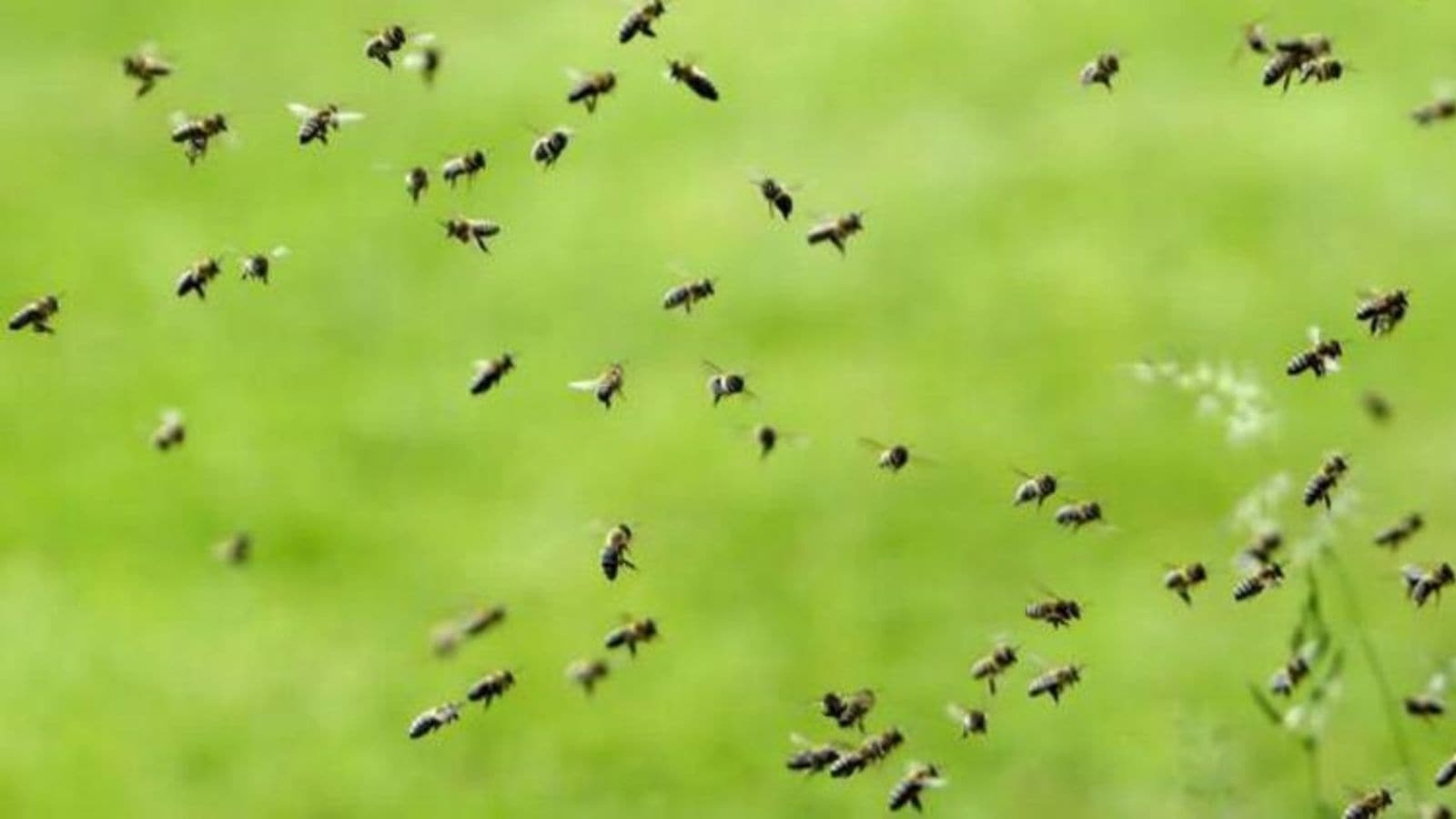 Govt likely to include bee, jackal attacks in notified disasters' list