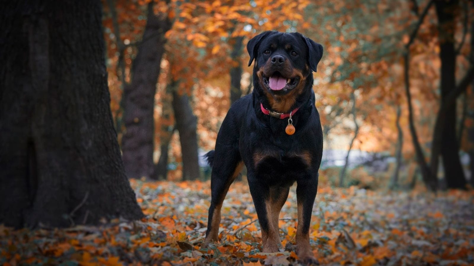 Owner of Rottweiler that mauled infant to death arrested, dog impounded