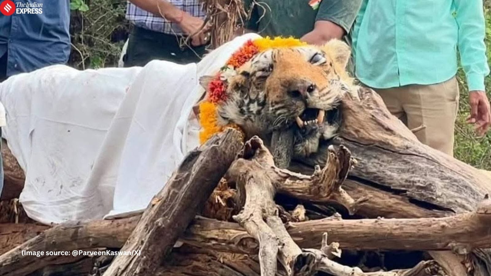 Famed Ranthambore tigress Arrowhead laid to rest, IFS officer says she ‘strengthened gene pools and rewrote conservation'