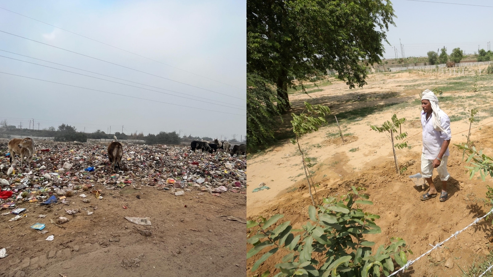 In 7 months, Greater Noida dumpyard transformed into biodiversity park