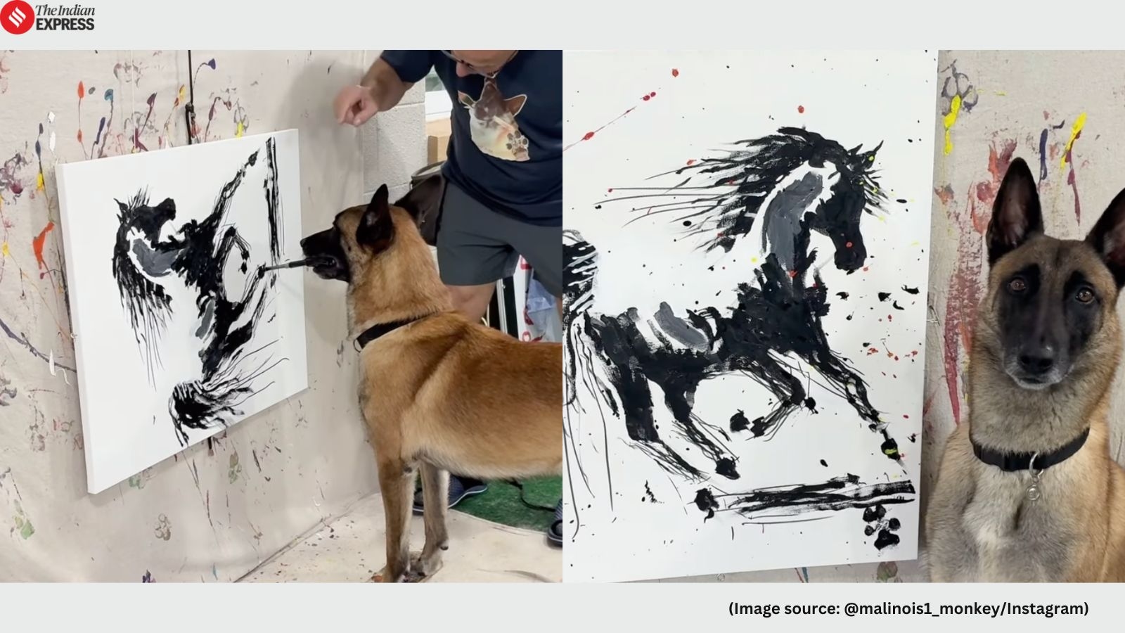 Trained by Omar von Muller, Belgian Malinois dog Monkey paints a Trojan horse. Watch