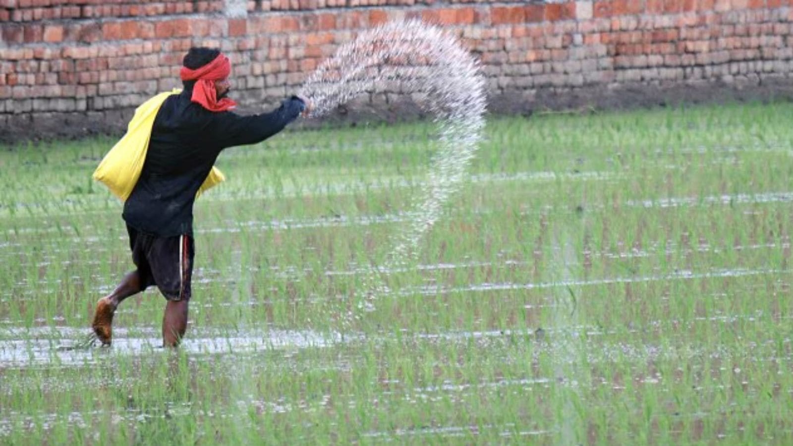 Punjab: Study shows how a smart combo of fertilisers can protect soil health