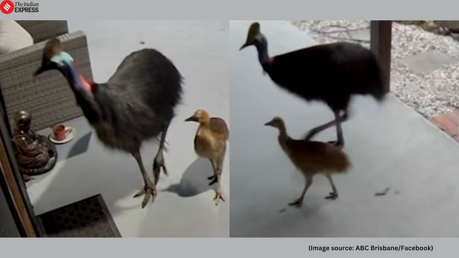 Watch: Mother and child's heart-stopping escape from ‘world's most dangerous bird' goes viral