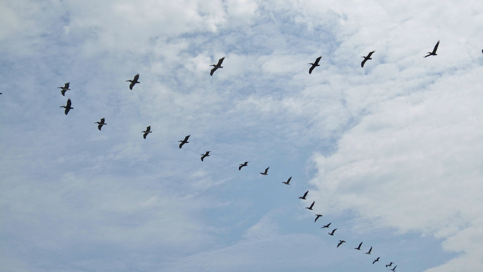 Why birds always fly in a V formation