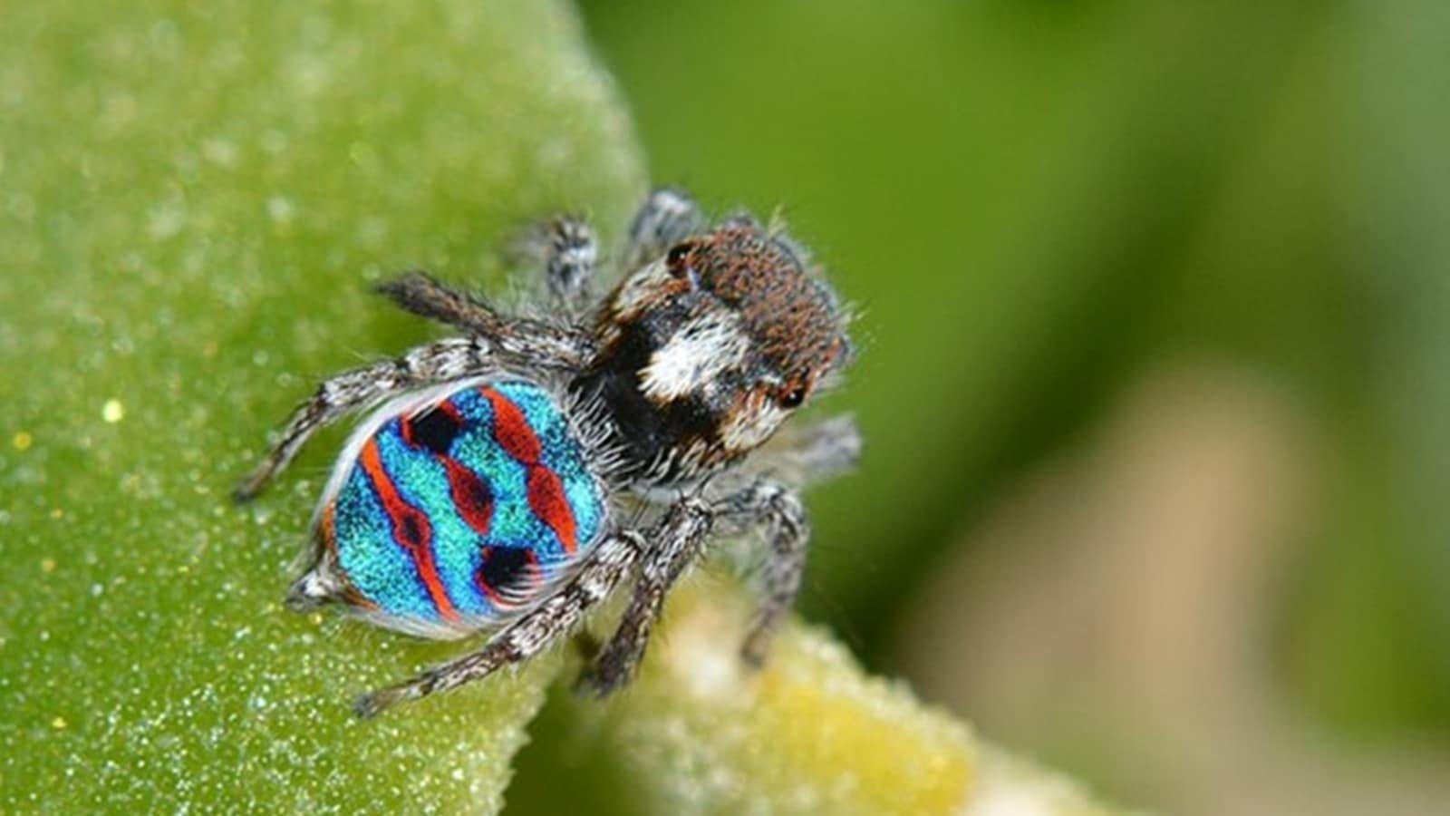 10 of the most unique colourful insects found in the wild