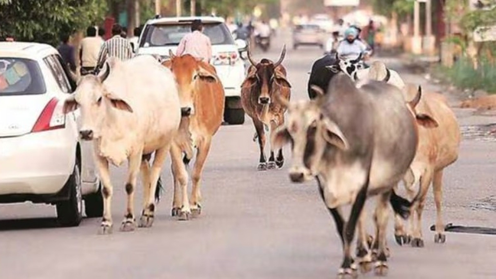 Dalit men tonsured, forced to crawl over cow smuggling allegations in Odisha