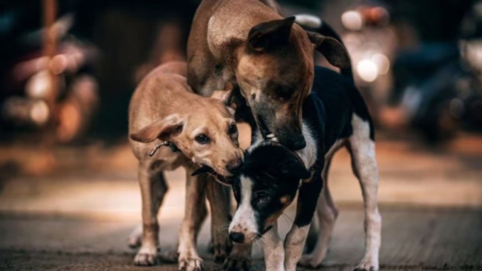 Now, Bengal schools may start feeding stray dogs to sensitise students