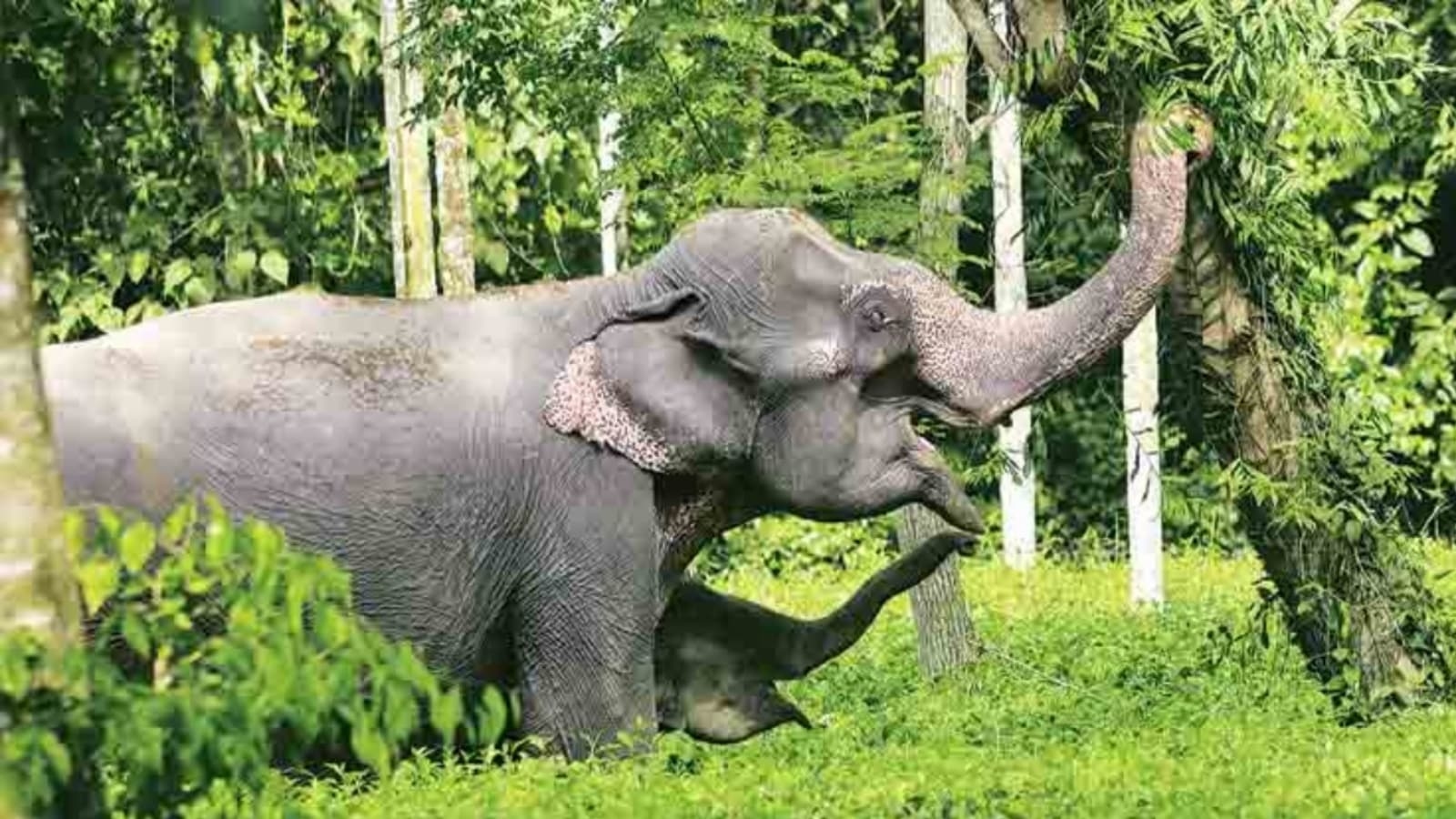 Project Elephant review: Census ph-I completed in N-E, over 3,000 km rly lines mapped to prevent collisions