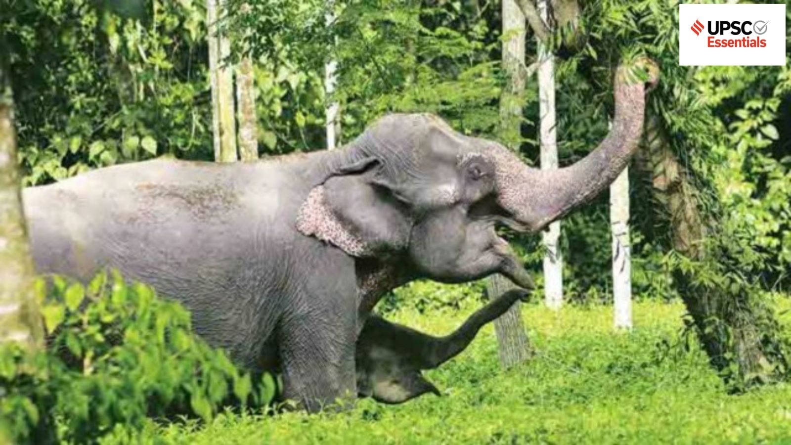 Daily subject-wise quiz : Environment and Geography MCQs on Elephants in India, Clarion-Clipperton Zone and more (Week 116)