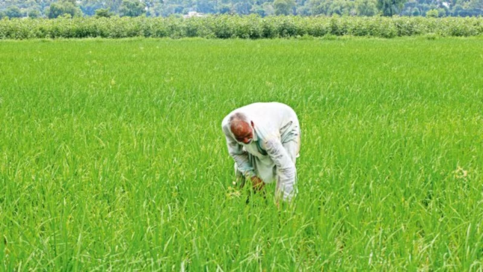 Paddy transplanted in 1.75 lakh hectares so far — a 4-fold jump from last year