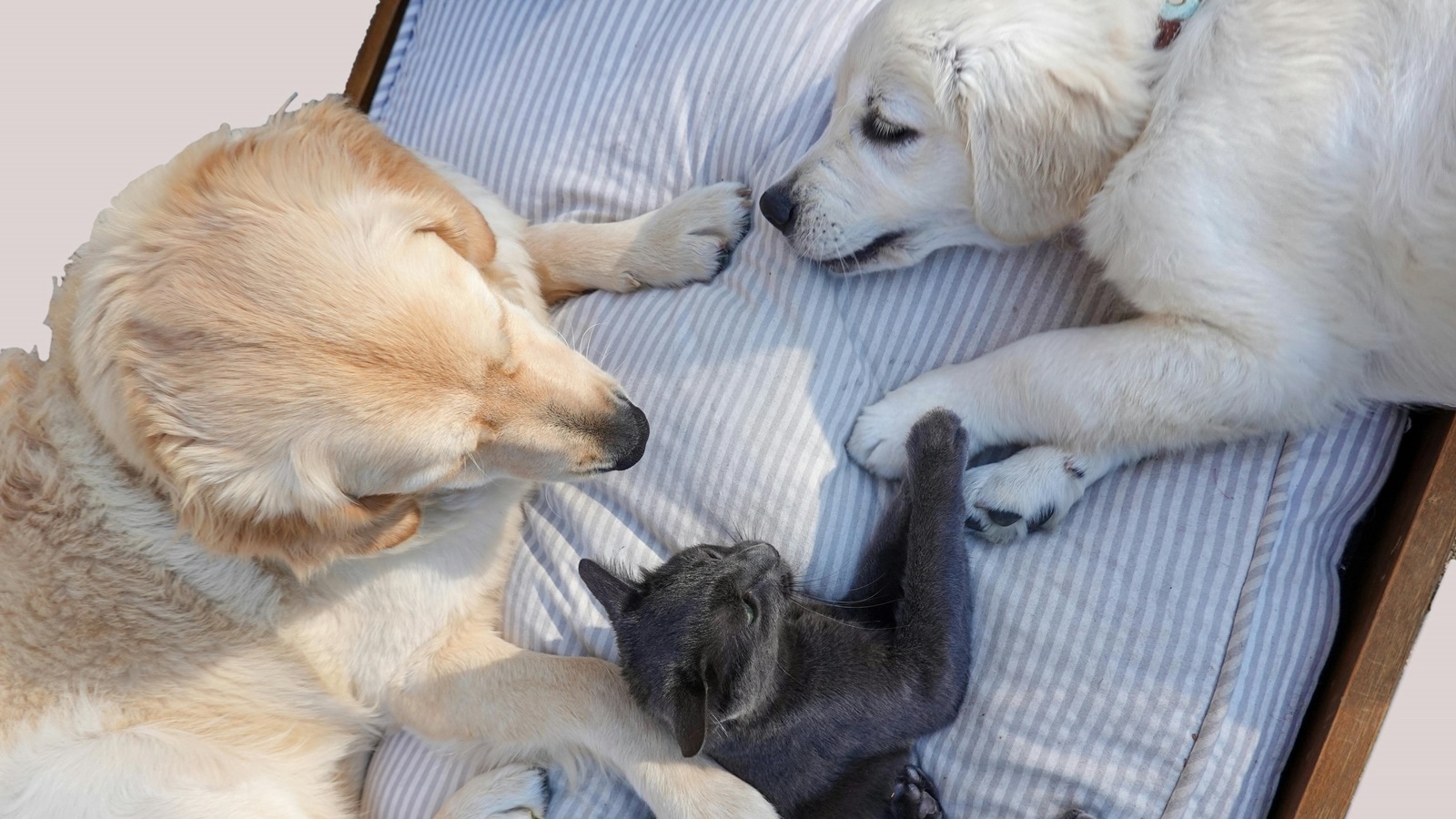 Ready-to-use stem cell kits for pets coming soon? Gallant closes $18M Series B funding