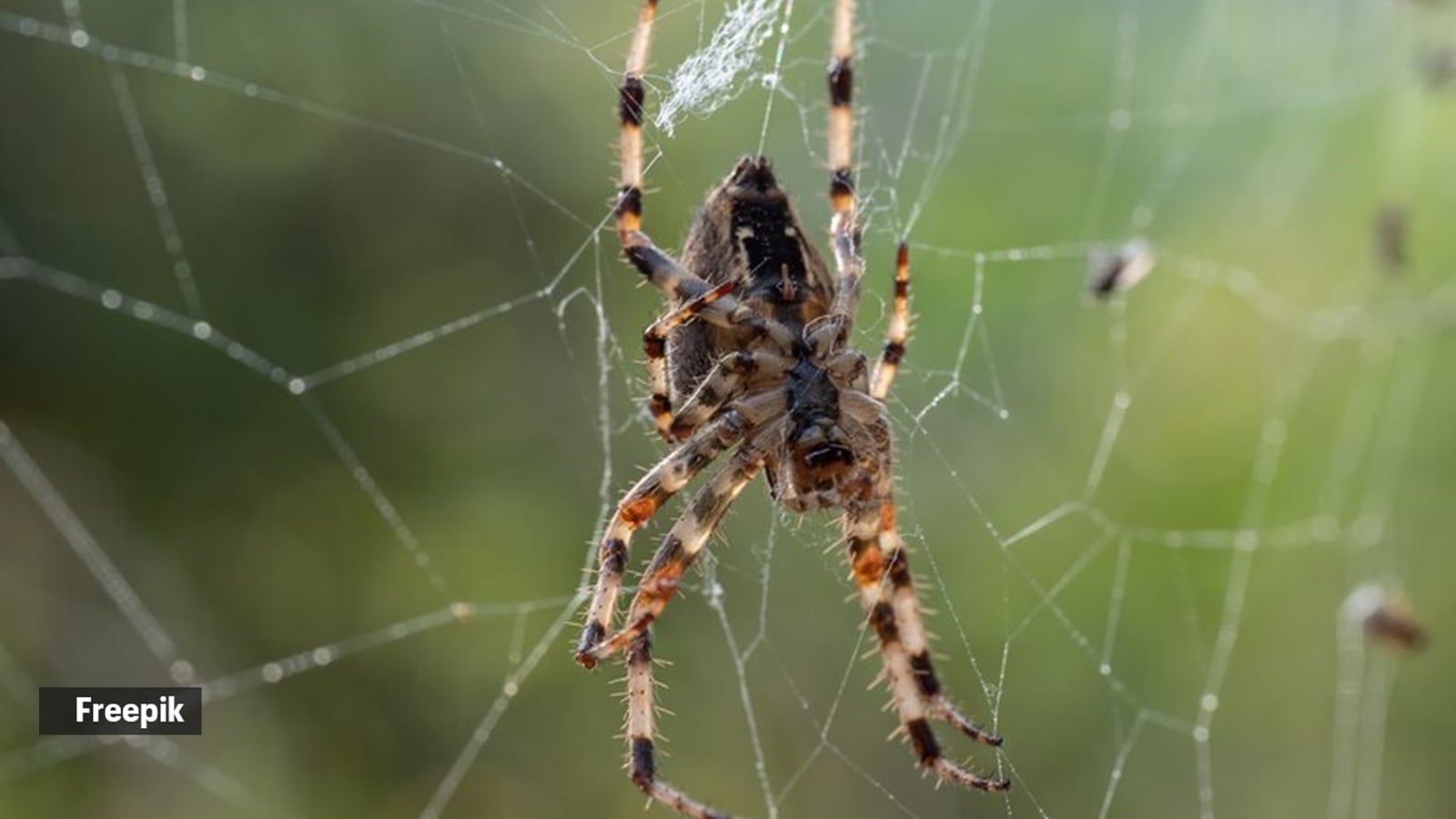 Learn about these 4 types of animals that kill their own parents