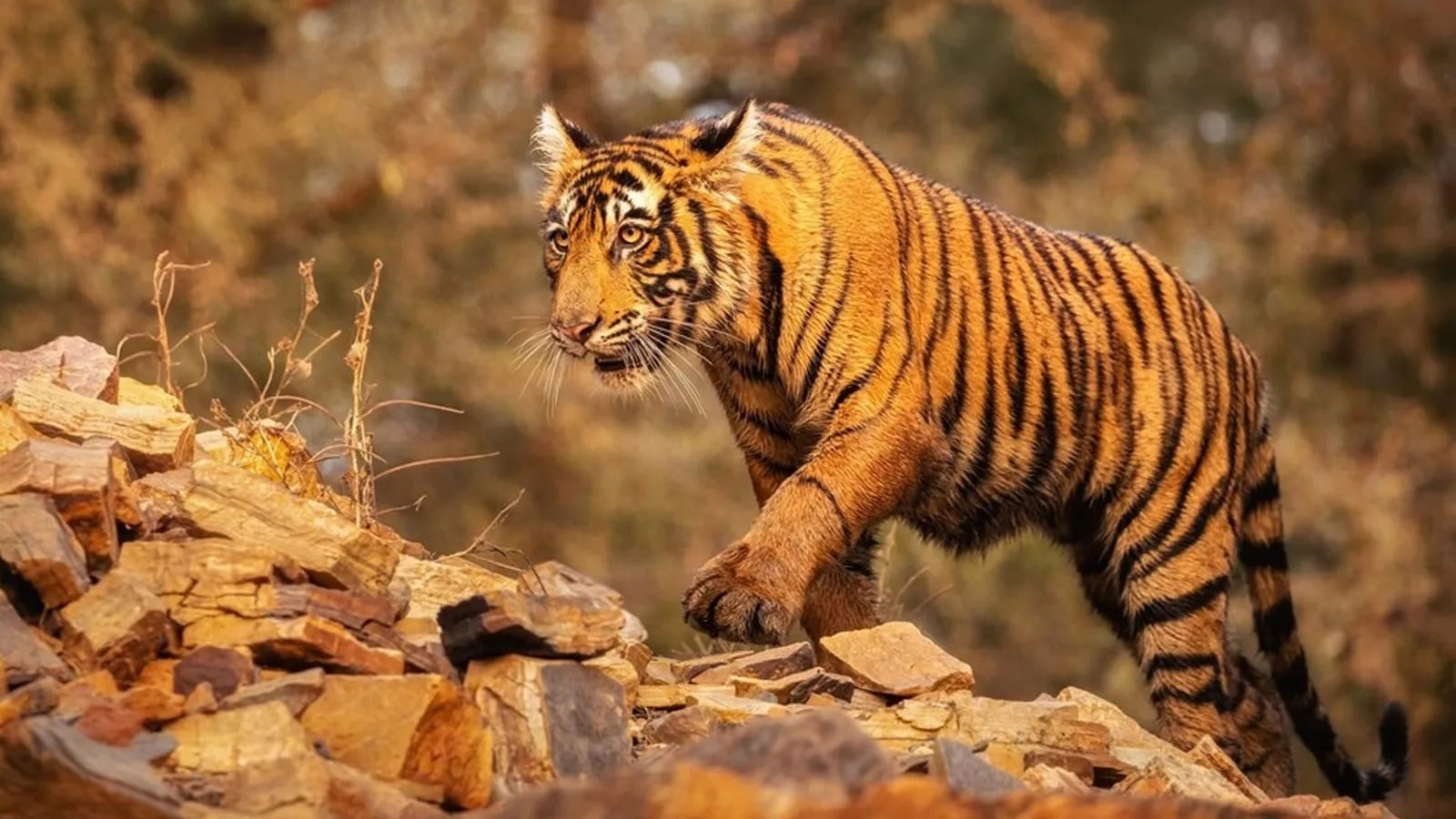 Karnataka: Three held for poisoning carcass that killed tigress, four cubs