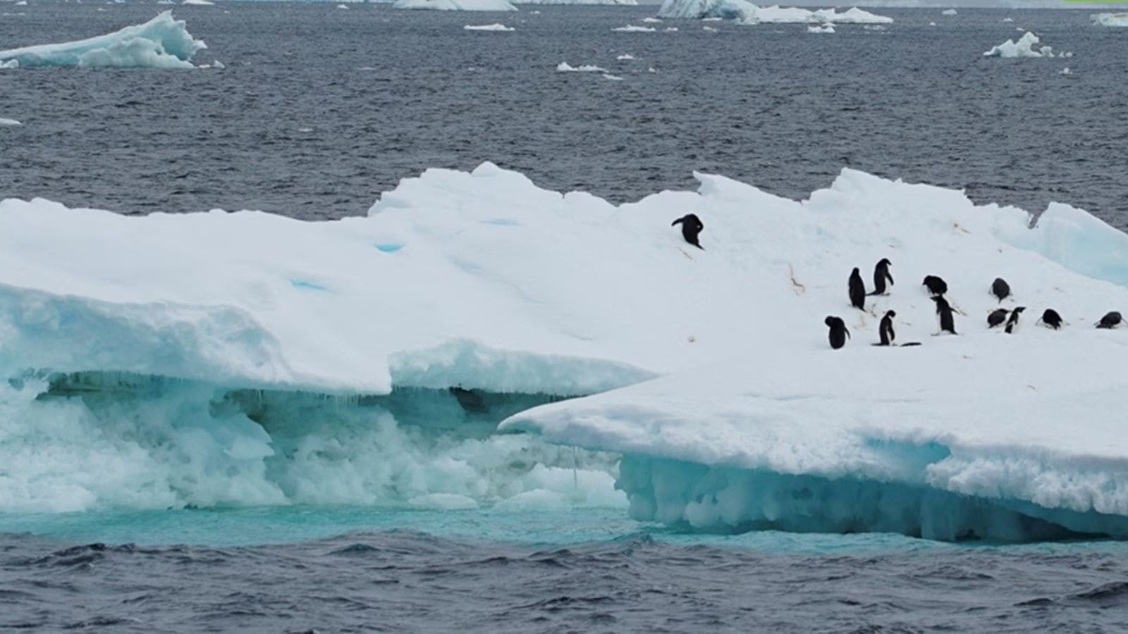 American teen pilot looking to raise $1 mn for cancer research detained on small Antarctica island