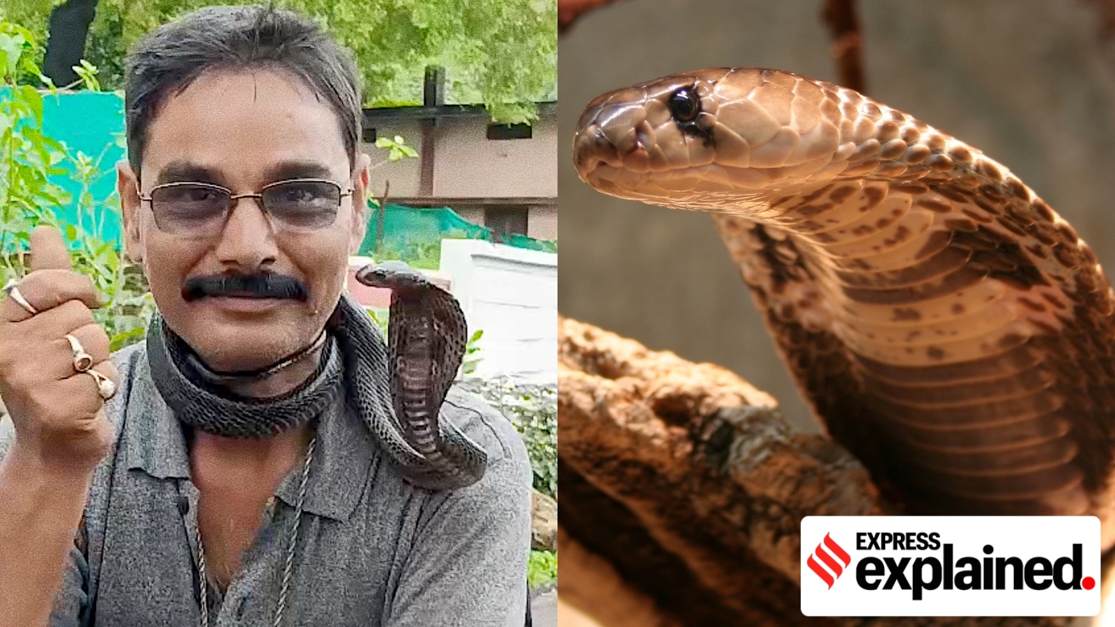 Why so many ‘snake rescuers' across India get bitten on the job
