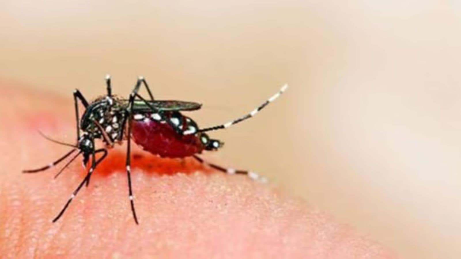 PCMC inspects over 5.4 lakh homes to tackle Dengue and Malaria spread