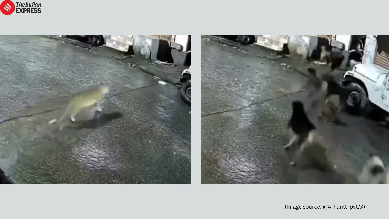 ‘They thought it's just a CAT': Pack of dogs chase lioness in viral video, what happens next feels straight out of ‘Bhagam Bhag'