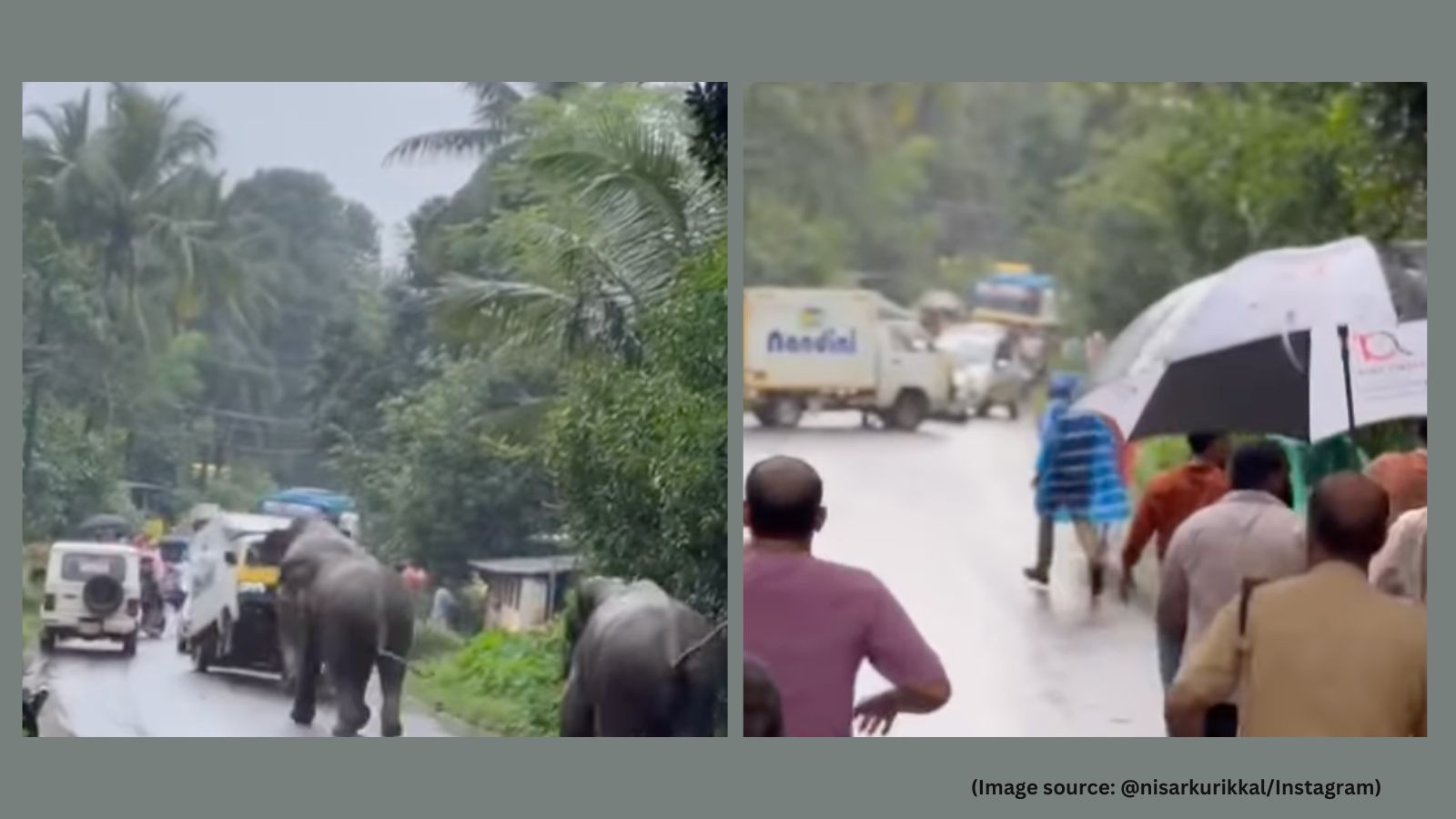 Watch: Elephants on the loose smash vehicles on Kerala streets, locals flee in panic