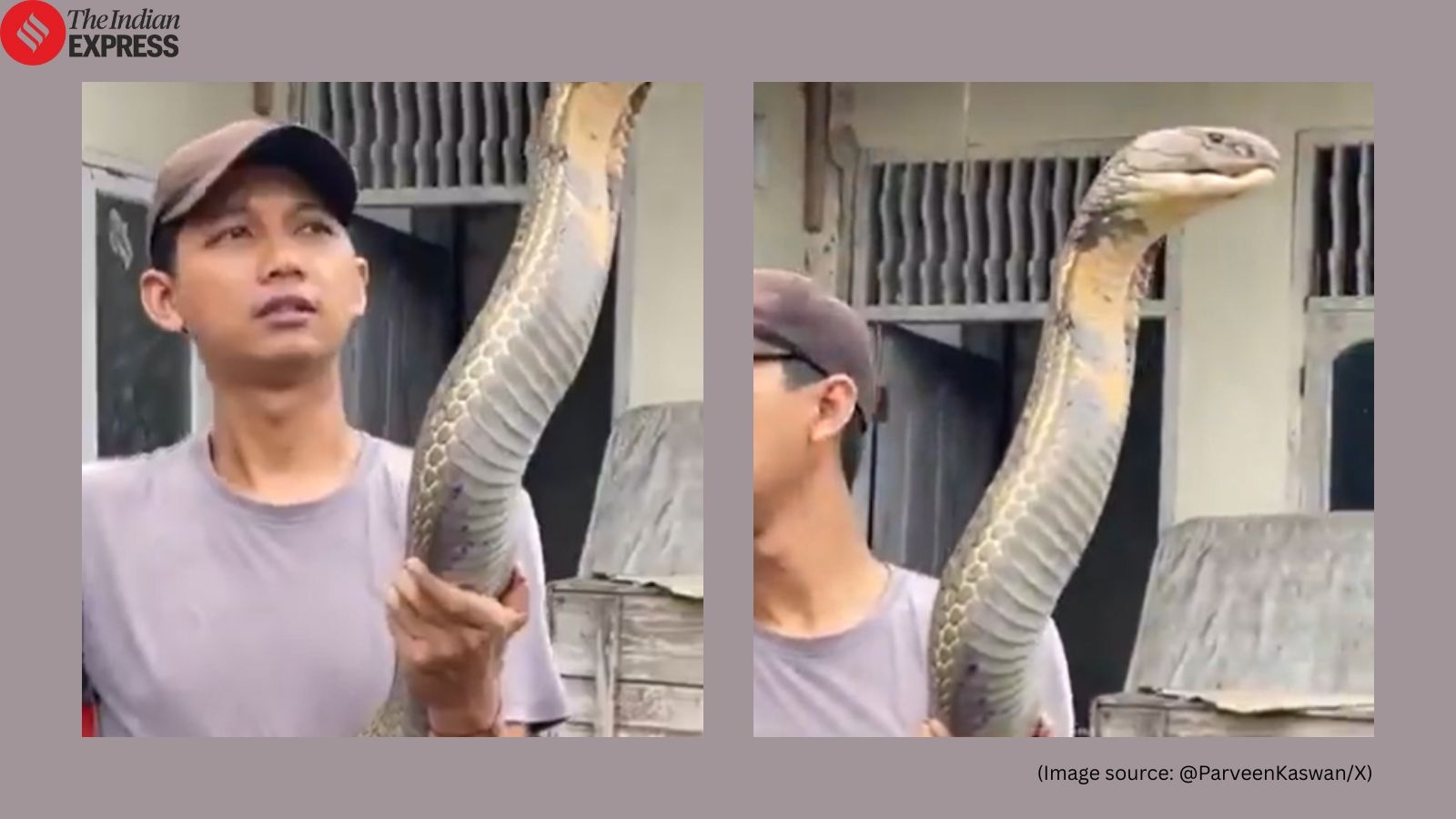 IFS officer shares chilling clip of man holding giant king cobra: ‘Real size of King cobra…'