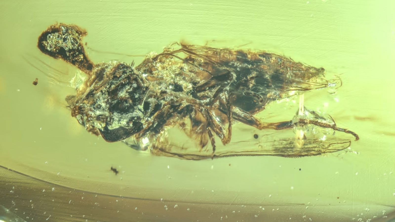 ‘The Last of Us' cretaceous edition? 99-million-year-old amber traps ‘zombie' fungus from insect brains