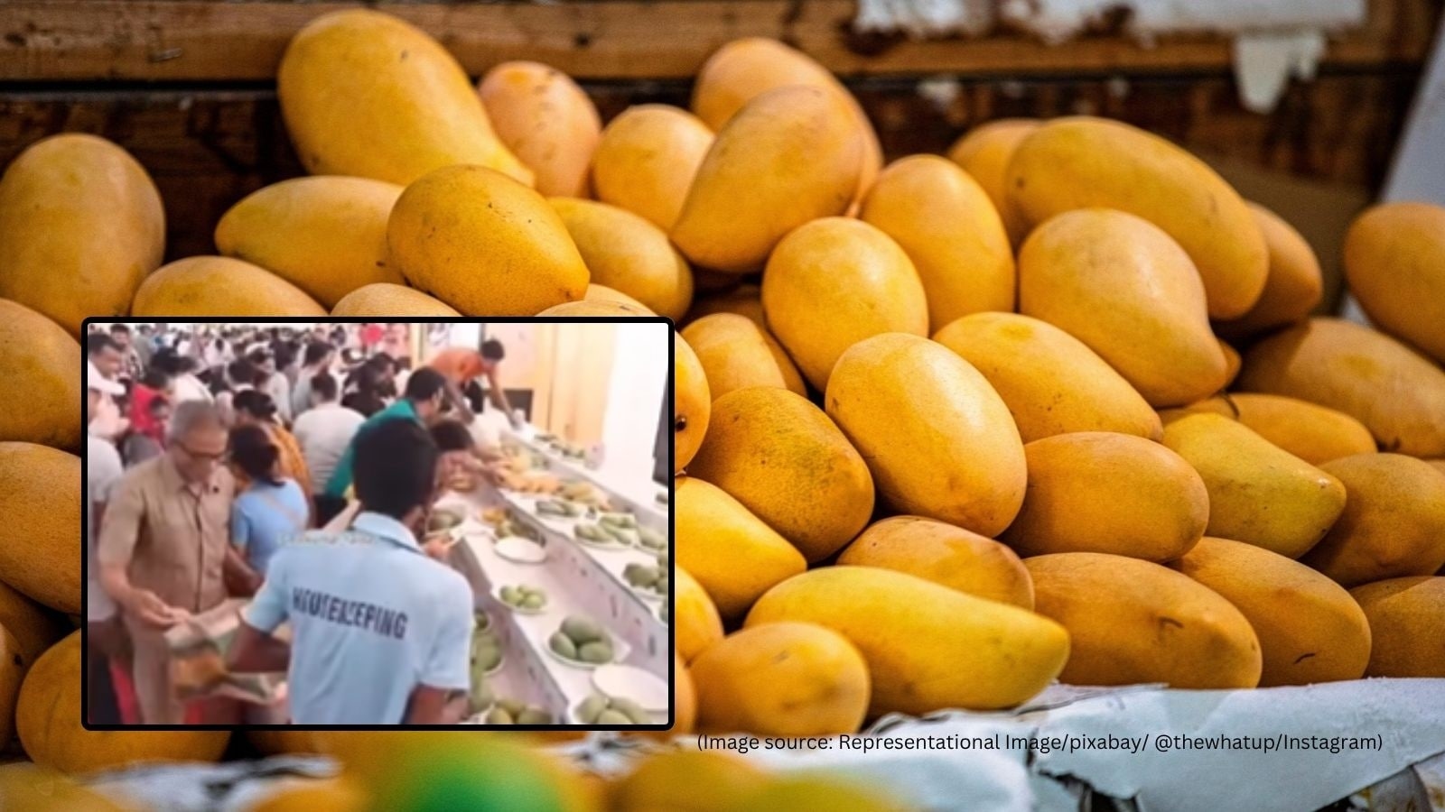 Lucknow ‘Aam Mahotsav' turns chaotic as crowd loots mangoes; netizens call out ‘zero civic sense'