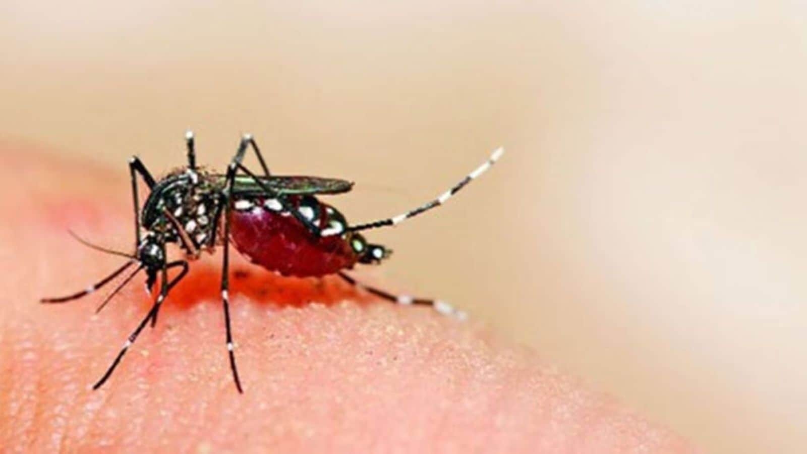 2 dengue cases in Chandigarh, admin begins efforts to control mosquito breeding