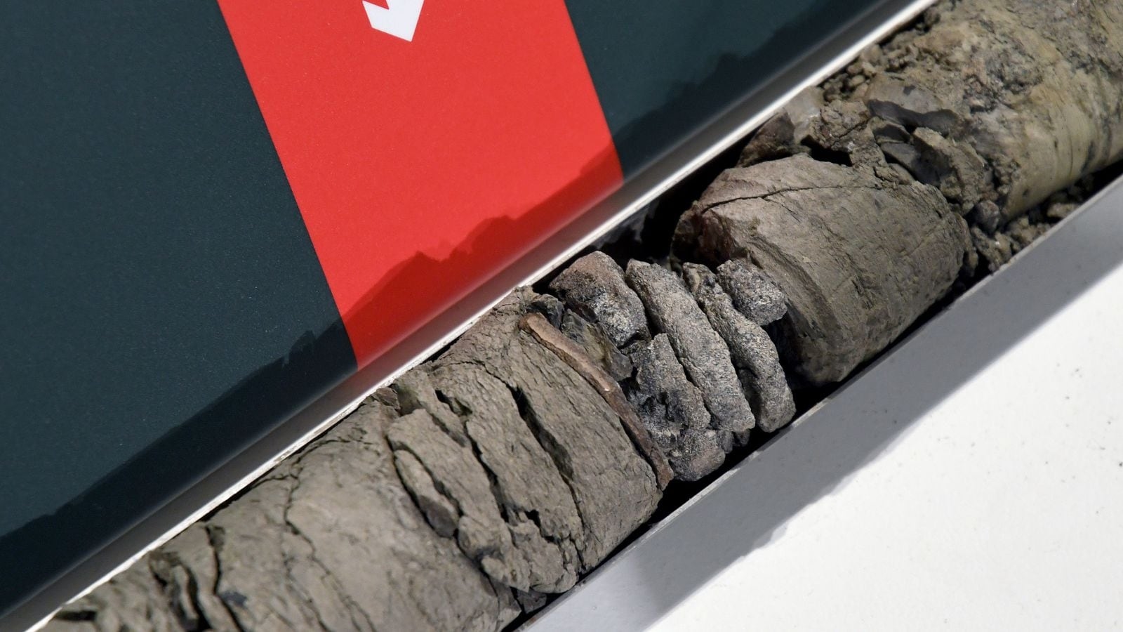 Dinosaur fossil unearthed beneath Colorado museum's parking lot