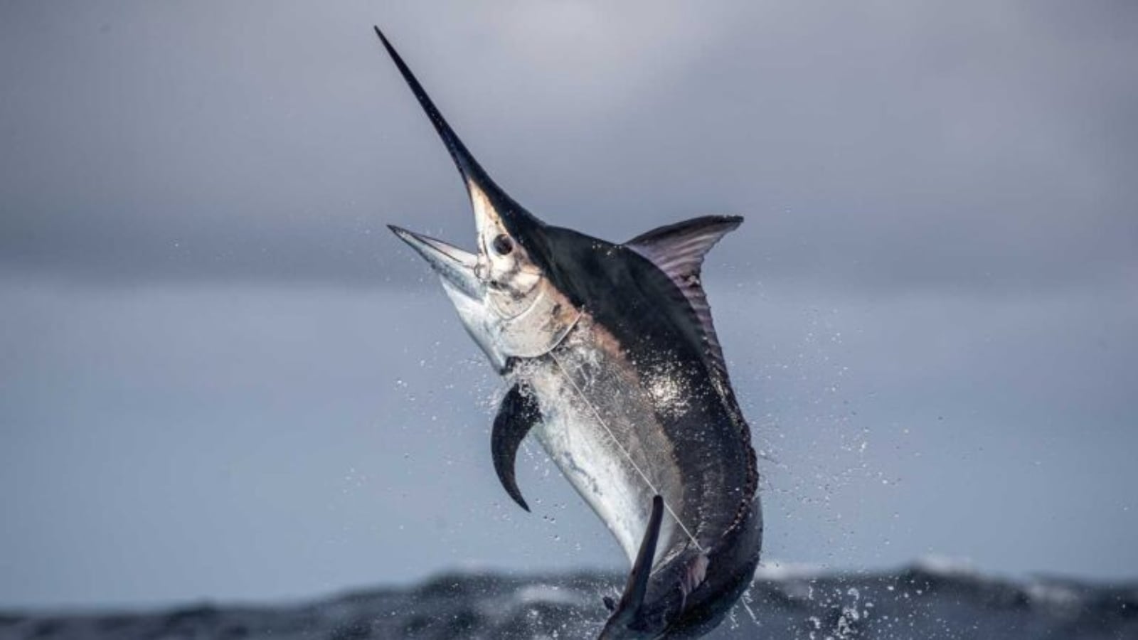 The young man and the sea: 28-year-old missing after duel with marlin fish
