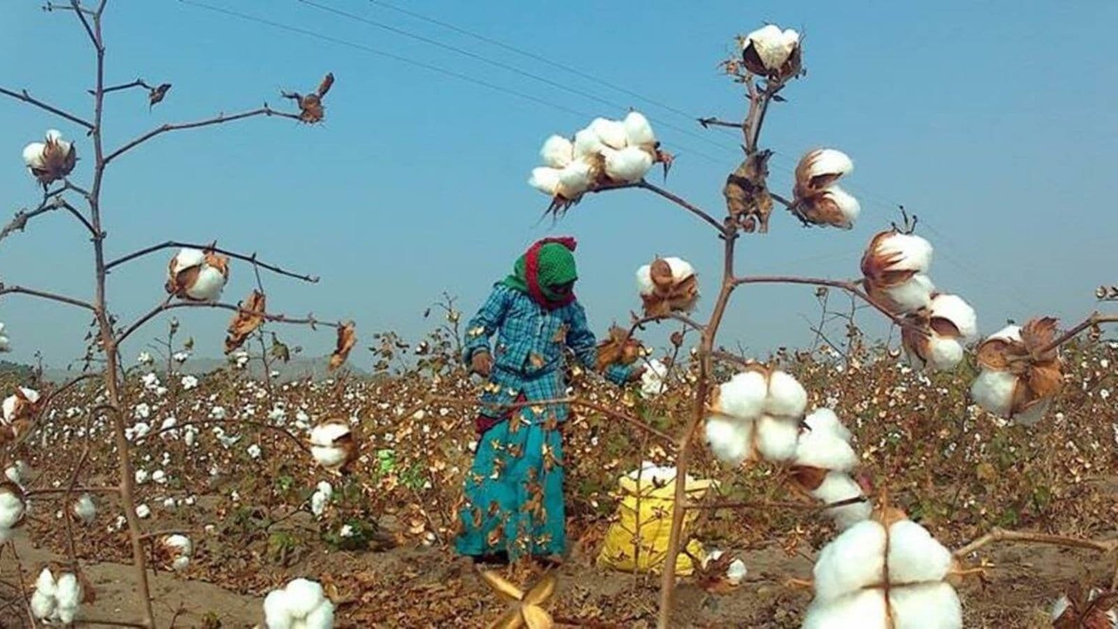 Indian agriculture's prospects depend on innovating and adopting genetic tech