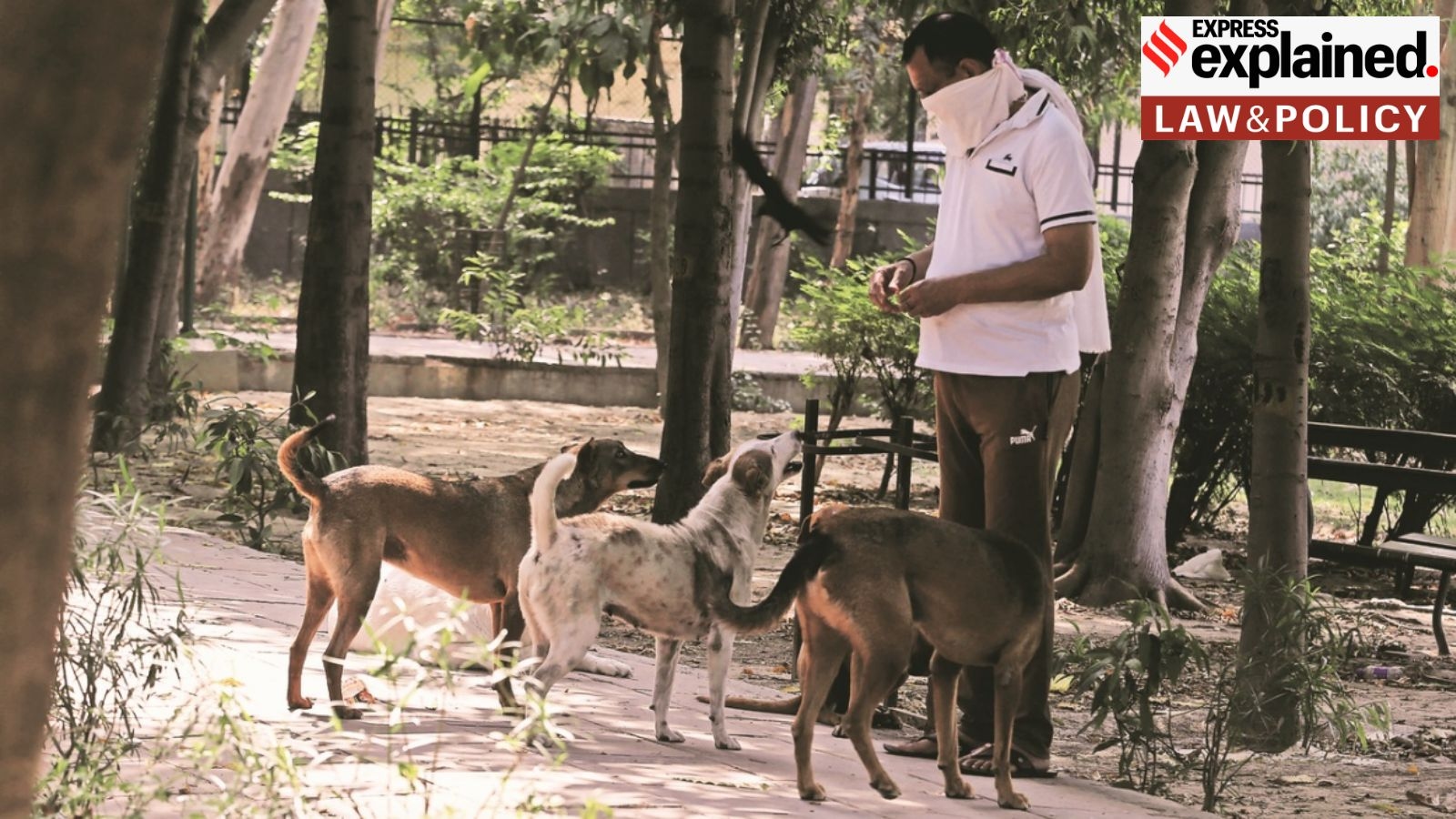 Feeding stray dogs: how law balances questions of compassion & public order