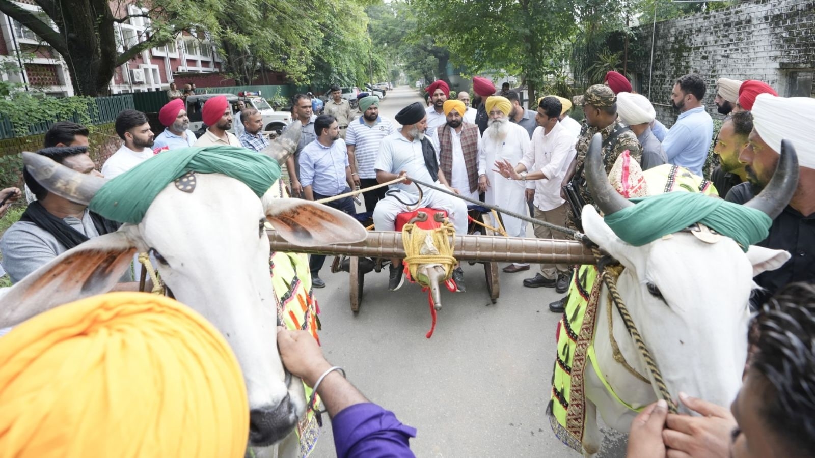 Bill on resuming bullock cart races passed unanimously; ‘historic': Punjab CM Mann