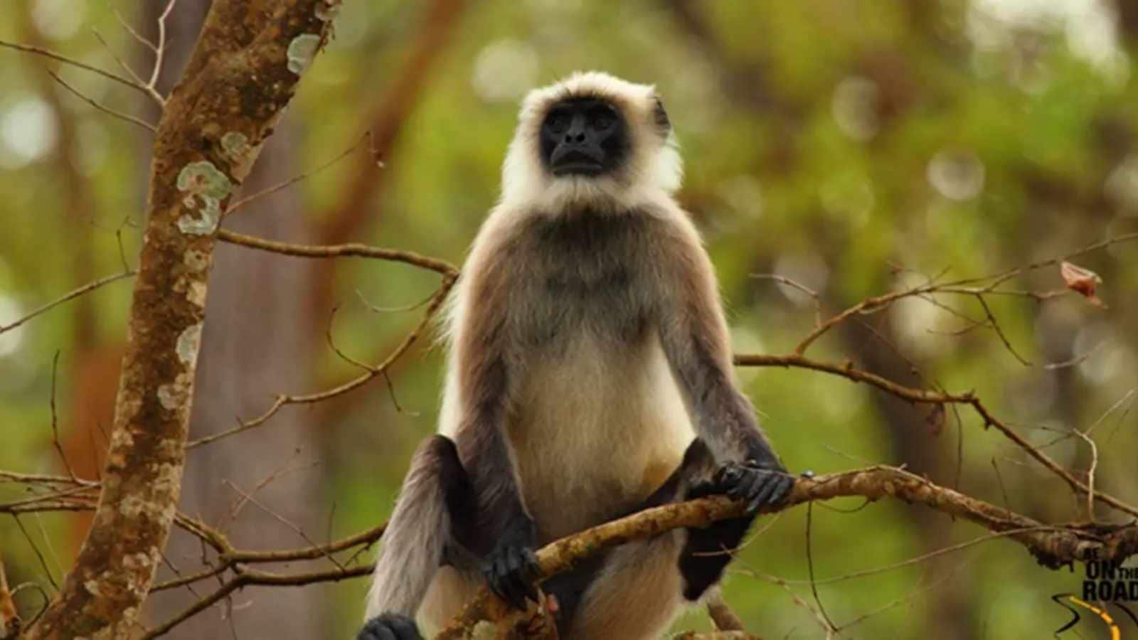 Langur that was attacked by a mob in Bokaro had become ‘a serious public threat'