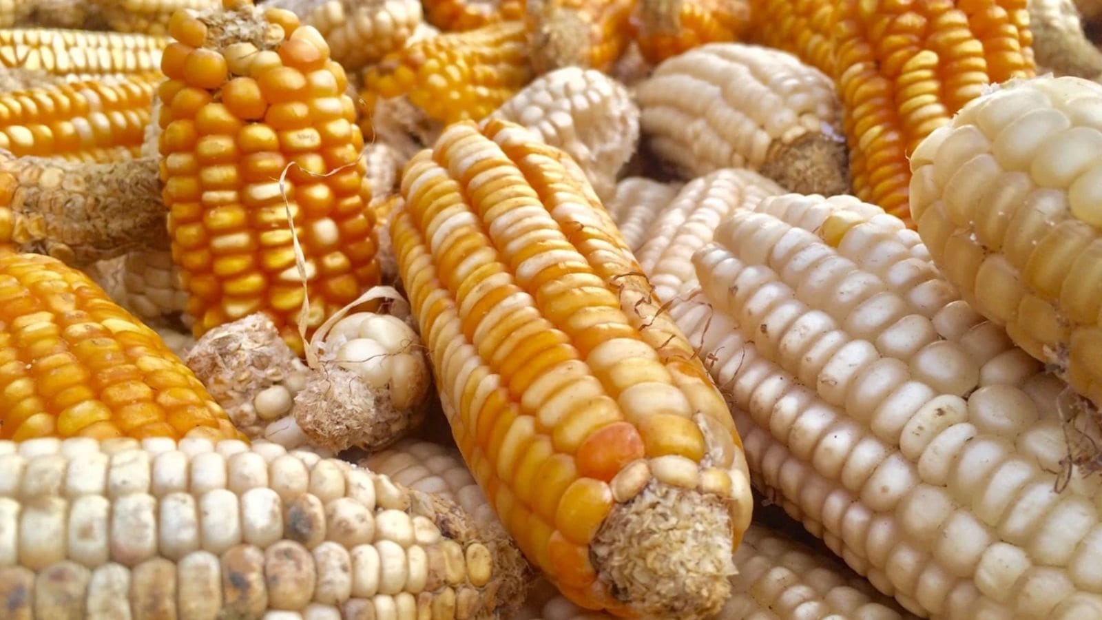 BKU Dakaunda opposes Punjab's NOC for GM maize trials, warns of agitation