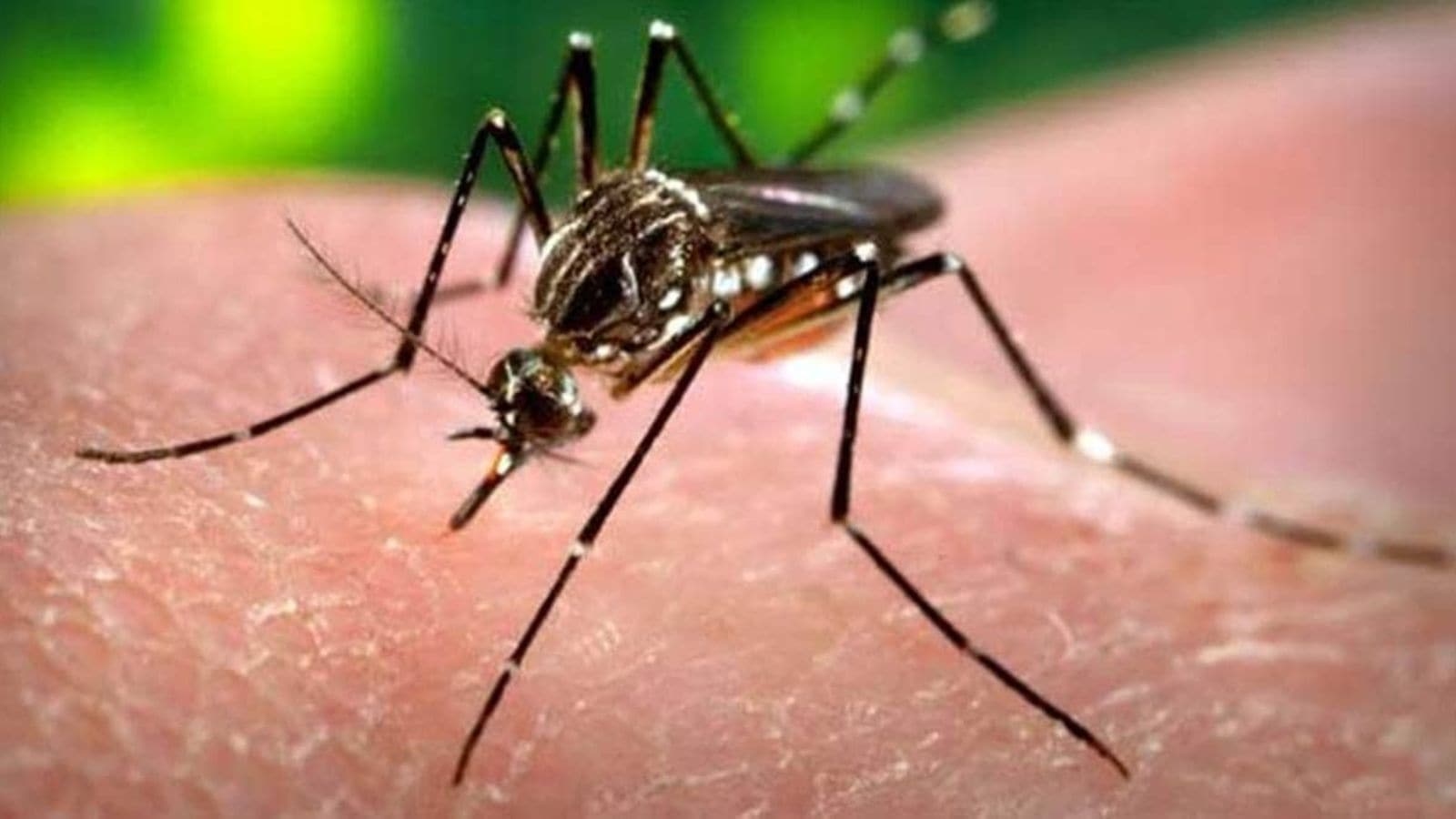 First-ever malaria treatment for babies approved, rollout expected in Africa soon
