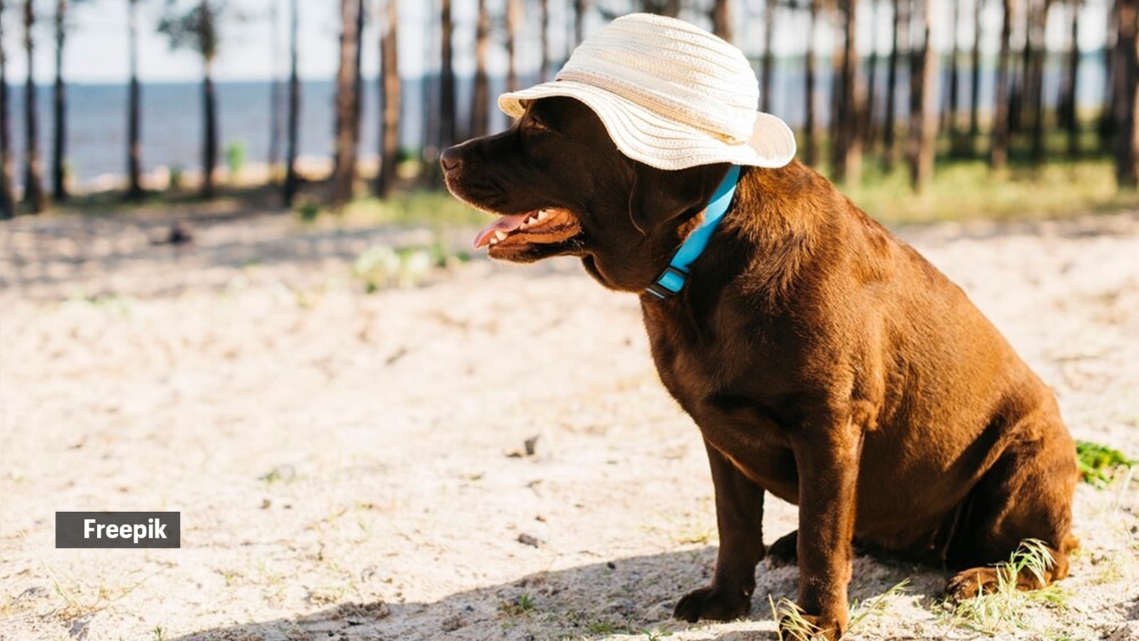 The 3 worst things you can say after a pet dies, and what to say instead