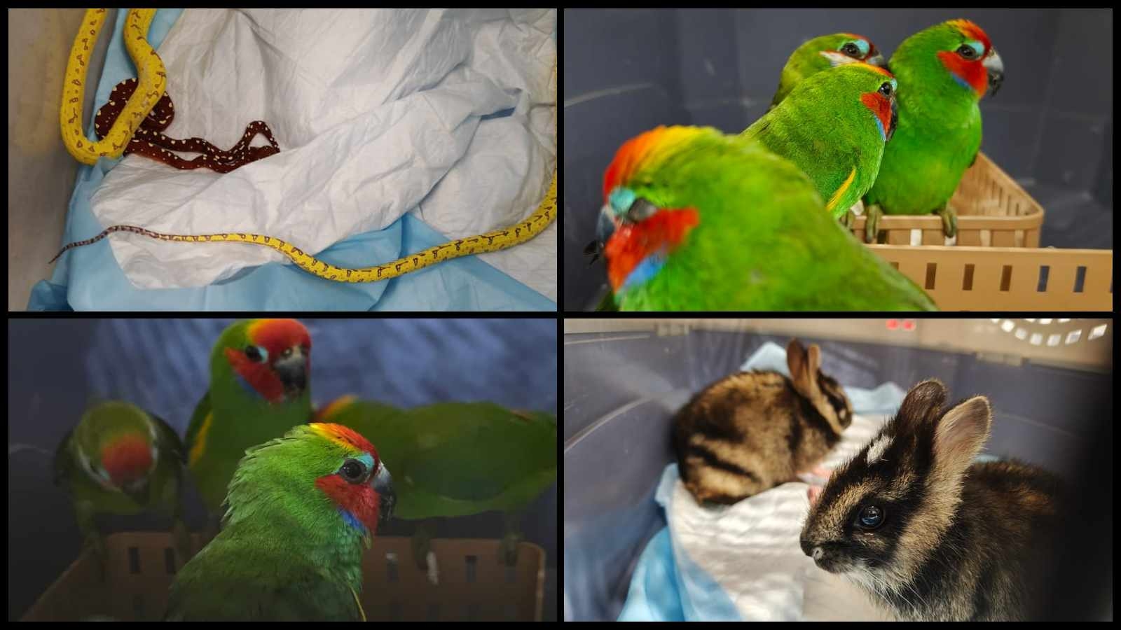 Endangered pythons, rabbits, parrots seized from passengers at Pune airport, animals to be sent back to Bangkok