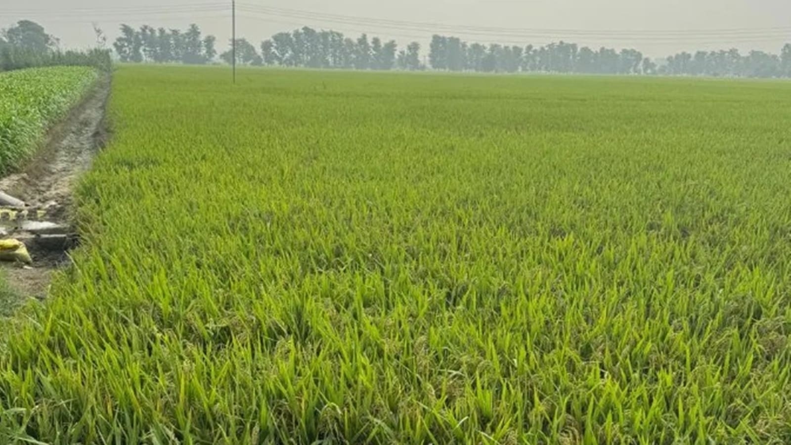 Climate change likely to reduce rainfed rice yields by 20% during 2050s and 10-47% during 2080s: Centre reply in Rajya Sabha