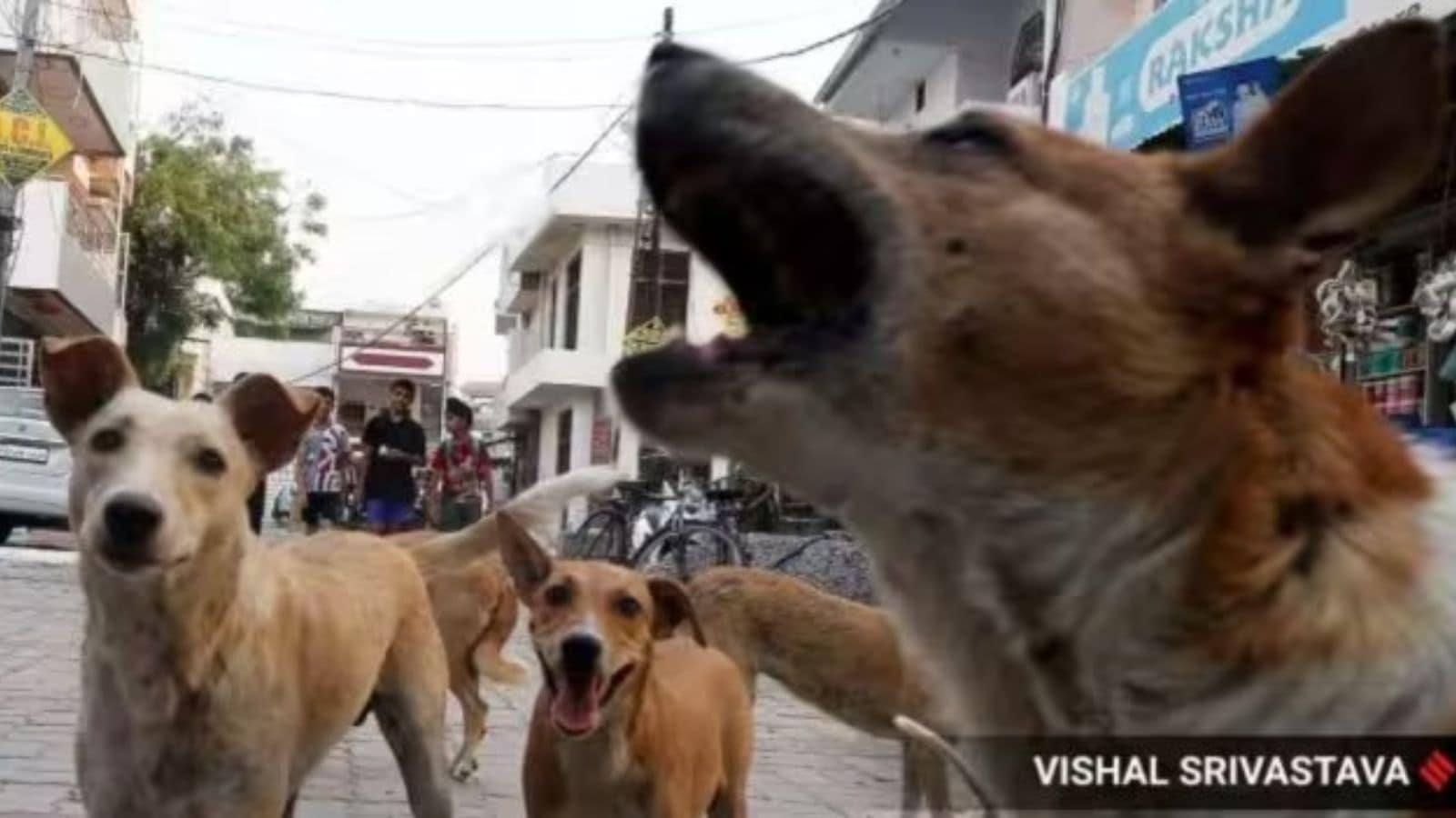 ‘Why don't you feed them at your own home?': Supreme Court to Noida woman in dog-feeding dispute