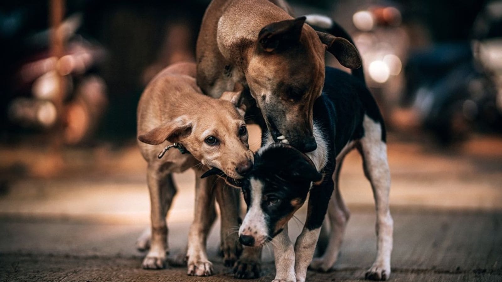 PIL seeks urgent action on stray dog menace in Punjab, compensation to victims