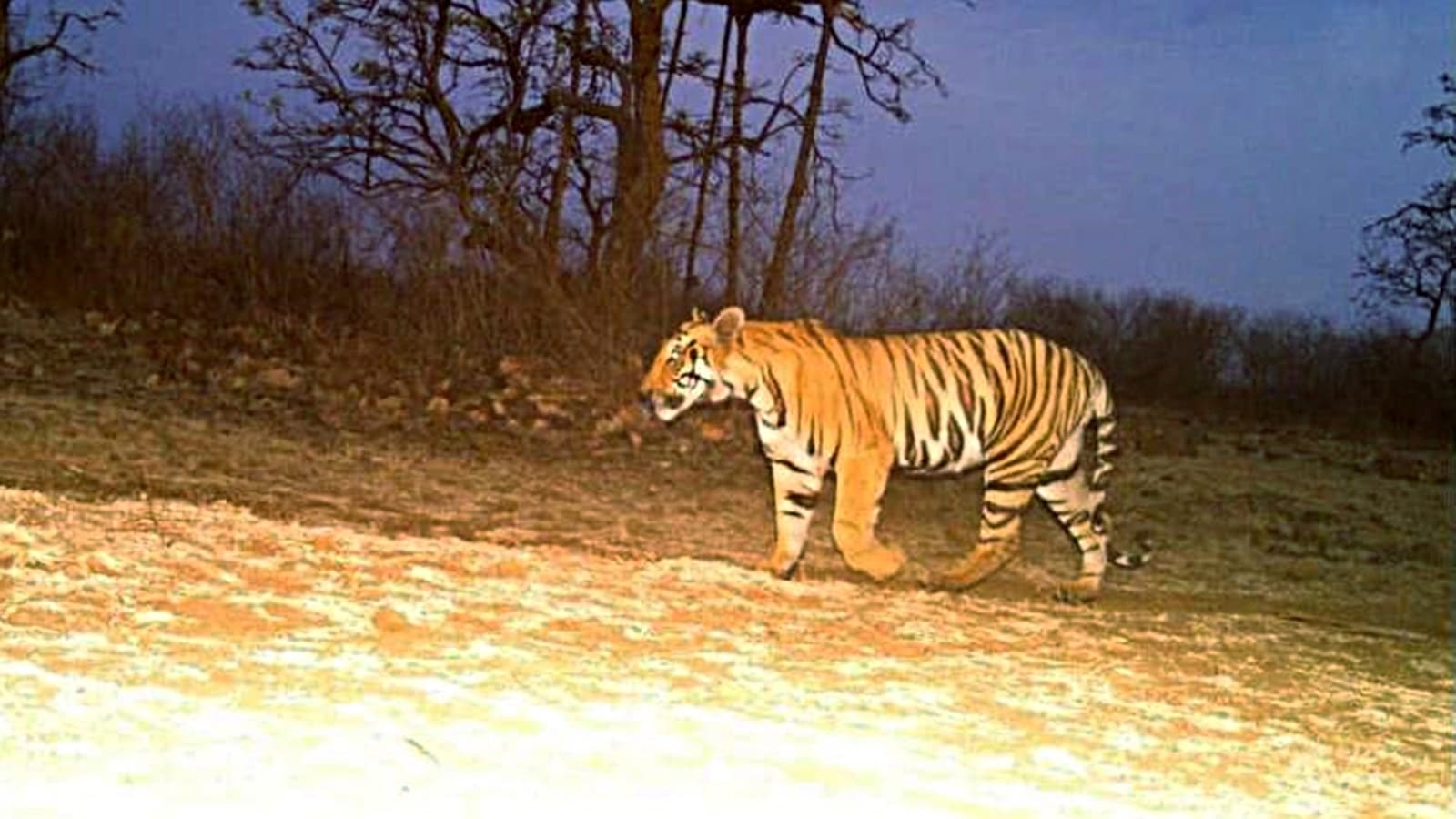 Tigress, 4 cubs poisoned with carbofuran pesticide in Karnataka: Probe