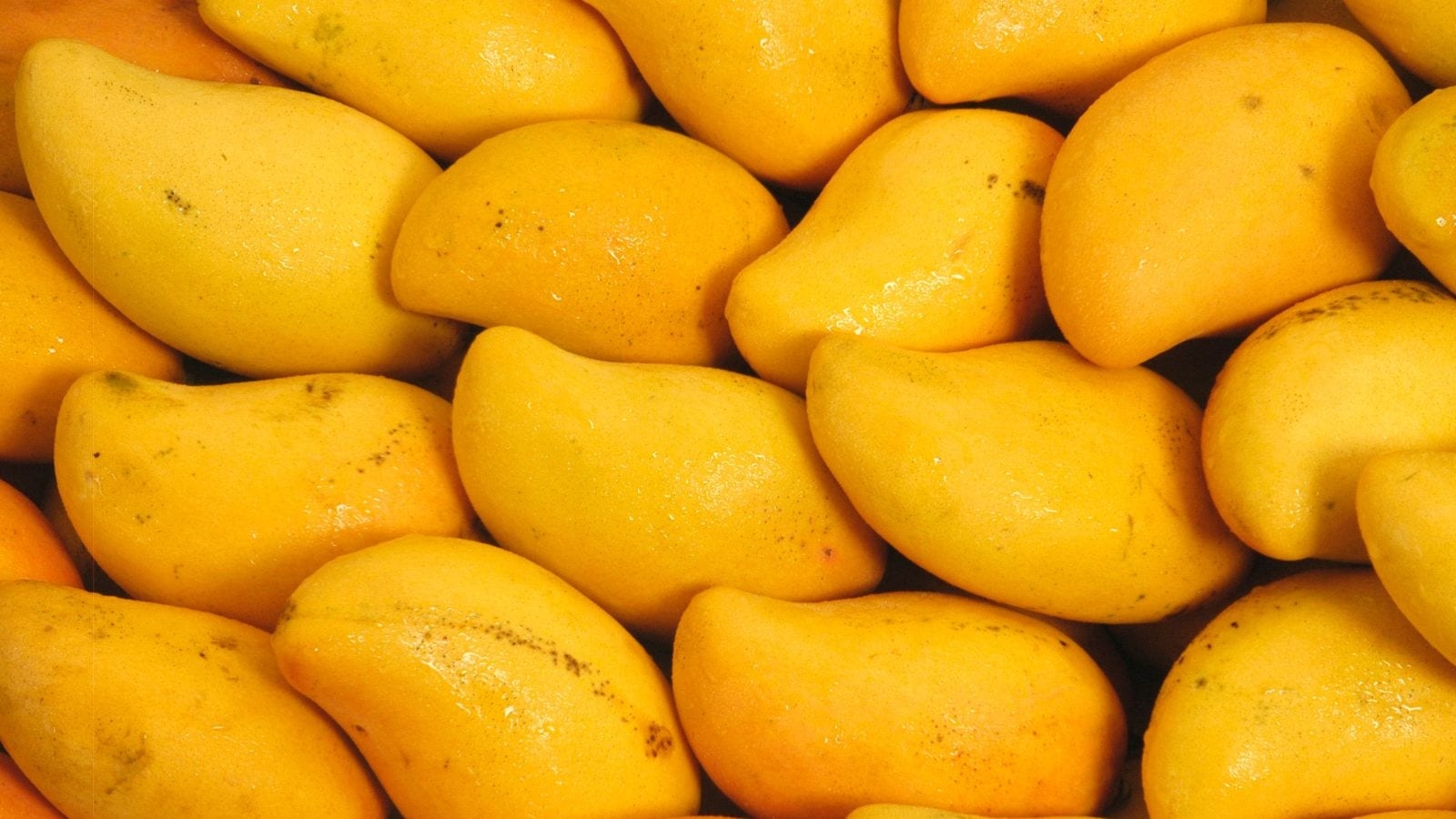 Centre to share load with Andhra govt in DBT scheme to help Totapuri mango farmers