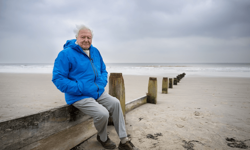 Review: Ocean with David Attenborough is brutal – it's also a must-see