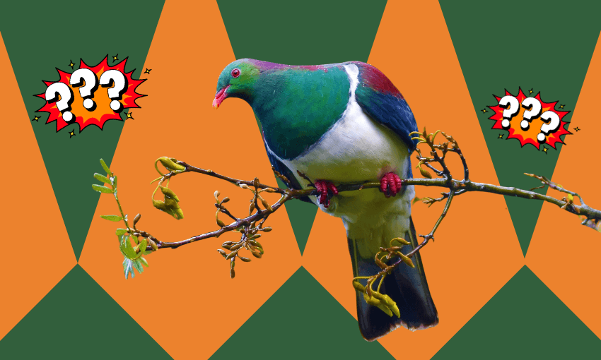 Could we save the kererū by eating it?