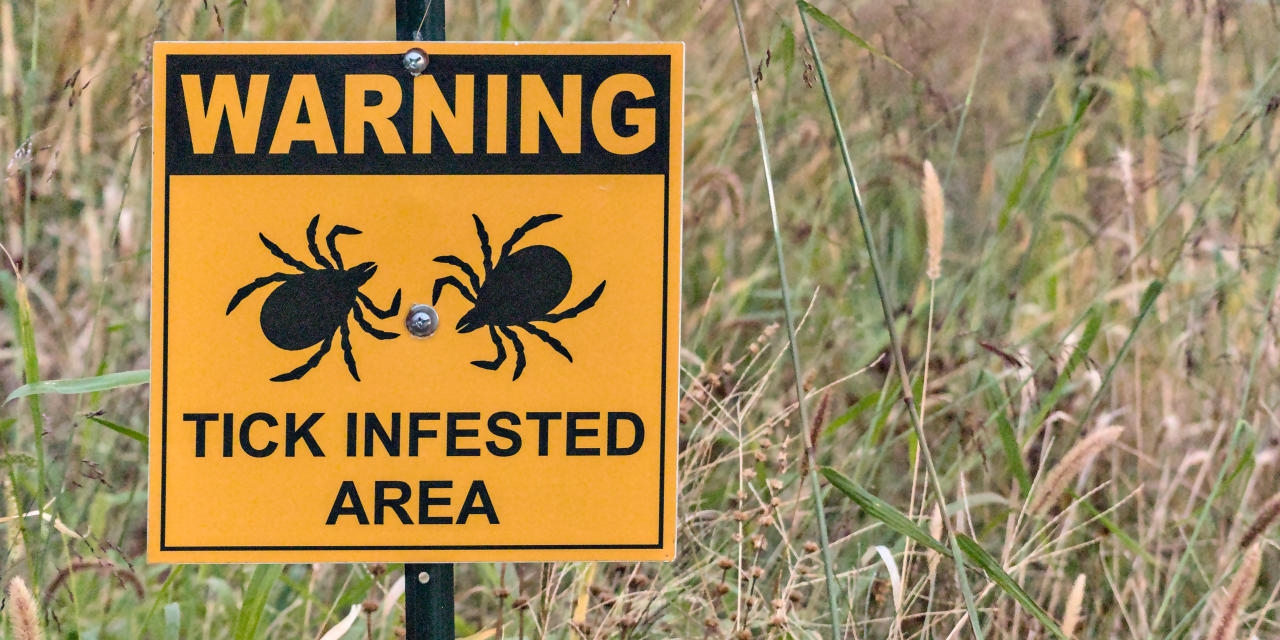 Ticks Are Really Bad This Summer. What to Do About Them
