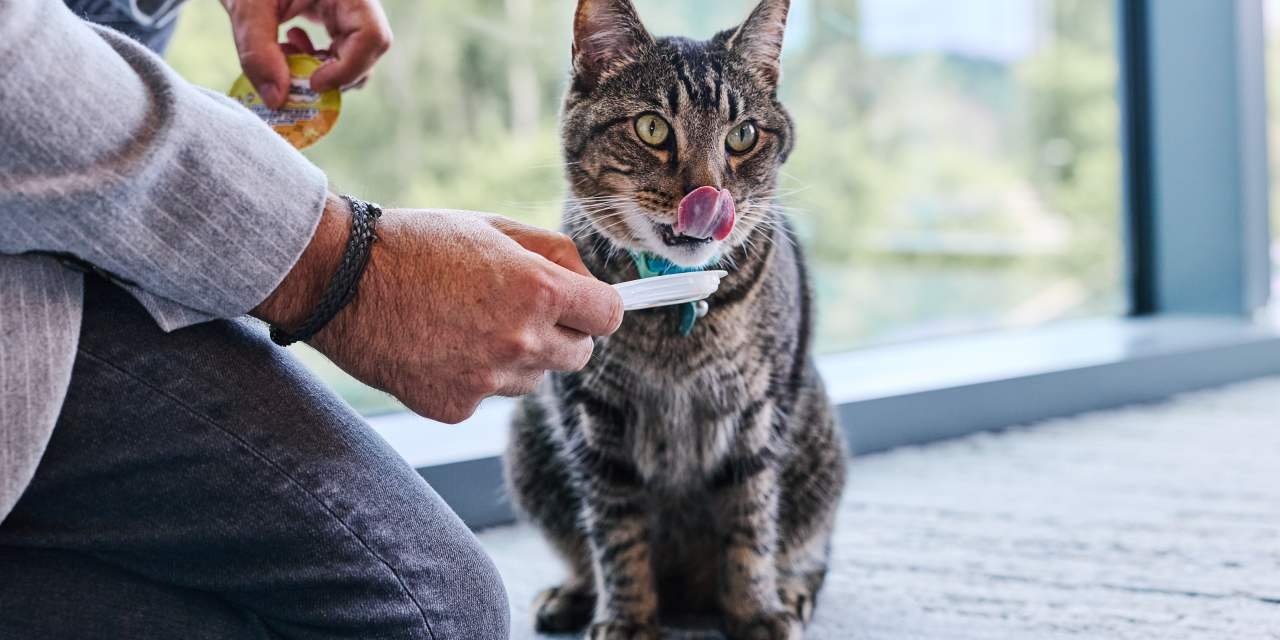 Inside Operation ‘Cattitude': A Pet Food Giant's Mission to Understand Cats