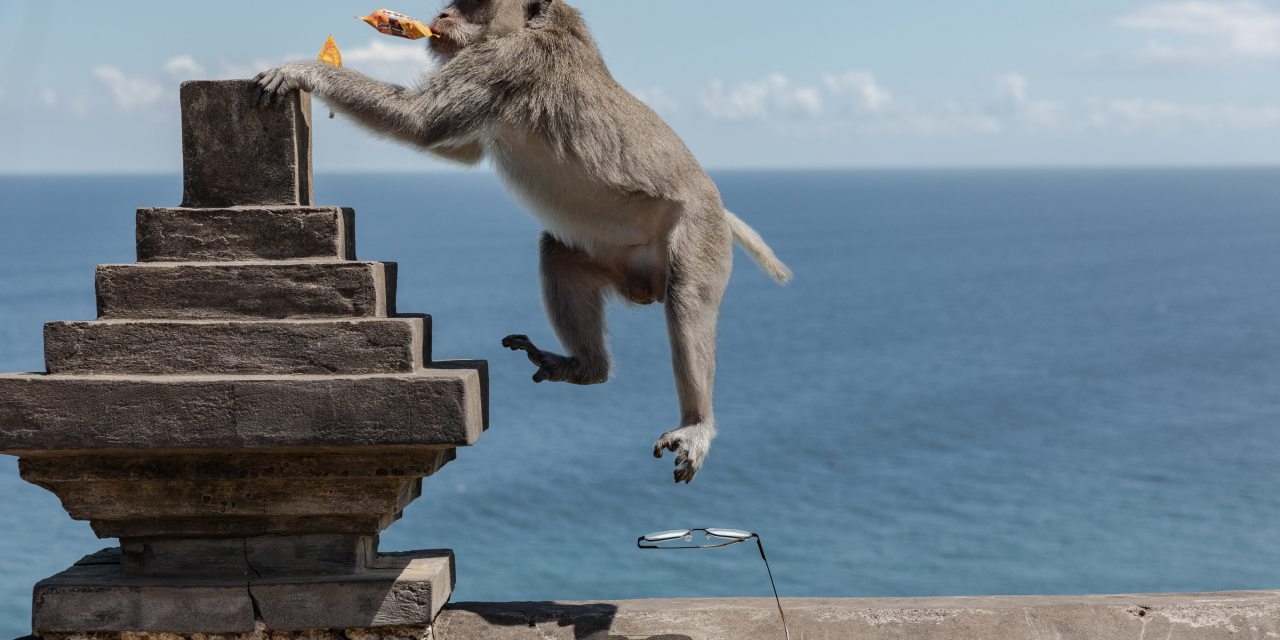The Criminal Enterprise Run by Monkeys